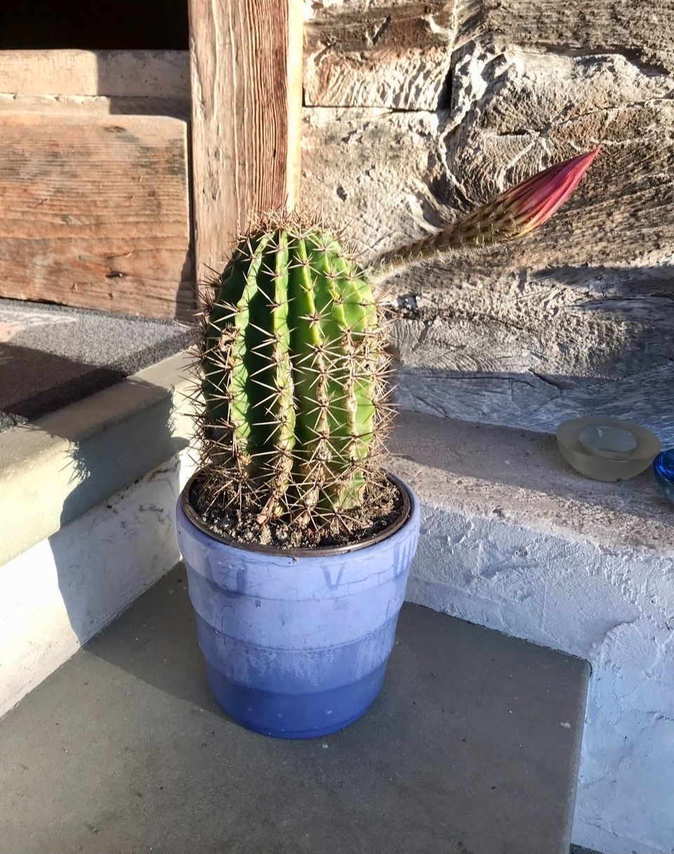 Piante & sementi: Echinopsis Eyriesii Bauernkaktus – Usato da Dierikon venduto da Wale71 3