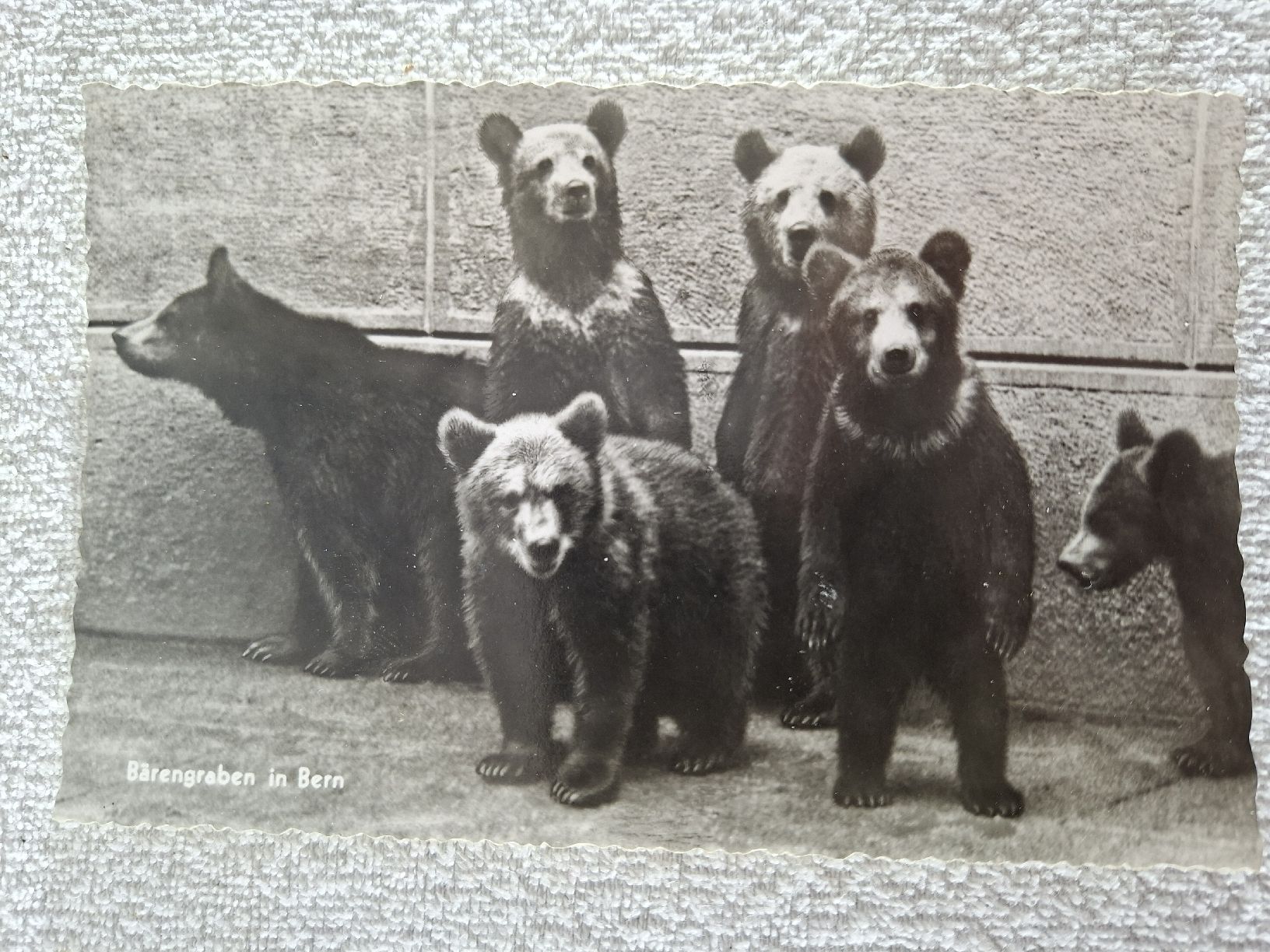 Cartoline postali: Ansichtskarte Bärengraben Bern – Usato da Grindelwald venduto da carro5