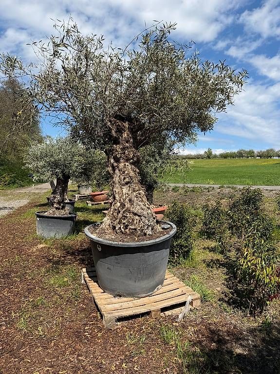 Pflanzen & Samen: Olivenbaum "Olea Europea 5 – Neu und originalverpackt aus Zuckenriet von Thur_Plant 4