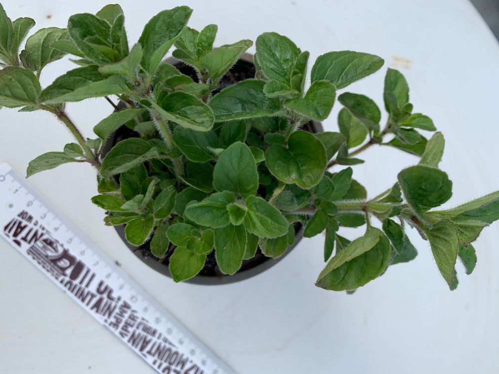 Oregano Gewürz Gartenpflanze Bodendecker Blütenstaude rosa Kaufen auf