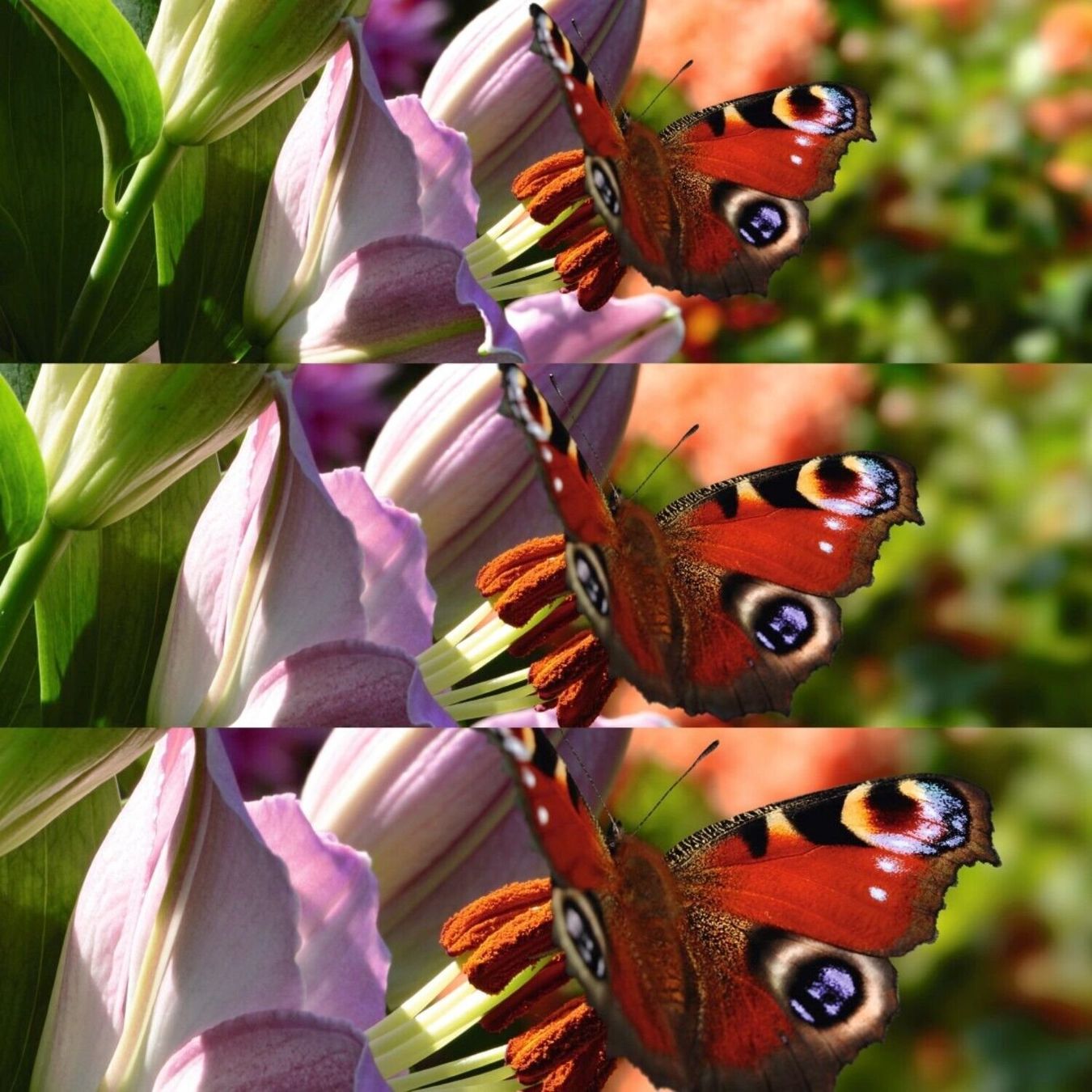 Filtri: Nahlinsen Set 55mm  +3  Close-Up Filter Caon nikon sony – Nuovo (secondo la descrizione) da Kirchdorf AG venduto da Apost008 1