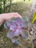 Magnifique echeveria colorée