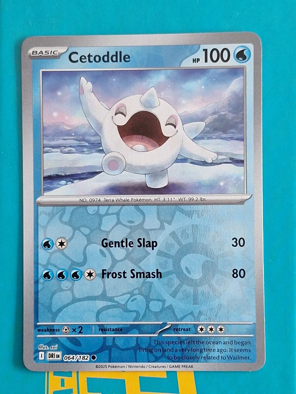 Pokémon Carte collezionabili: Cetoddle - Reverse Holo Pokemon Destined Rivals #1.9 – Usato da Altstätten SG venduto da GGsGameshop