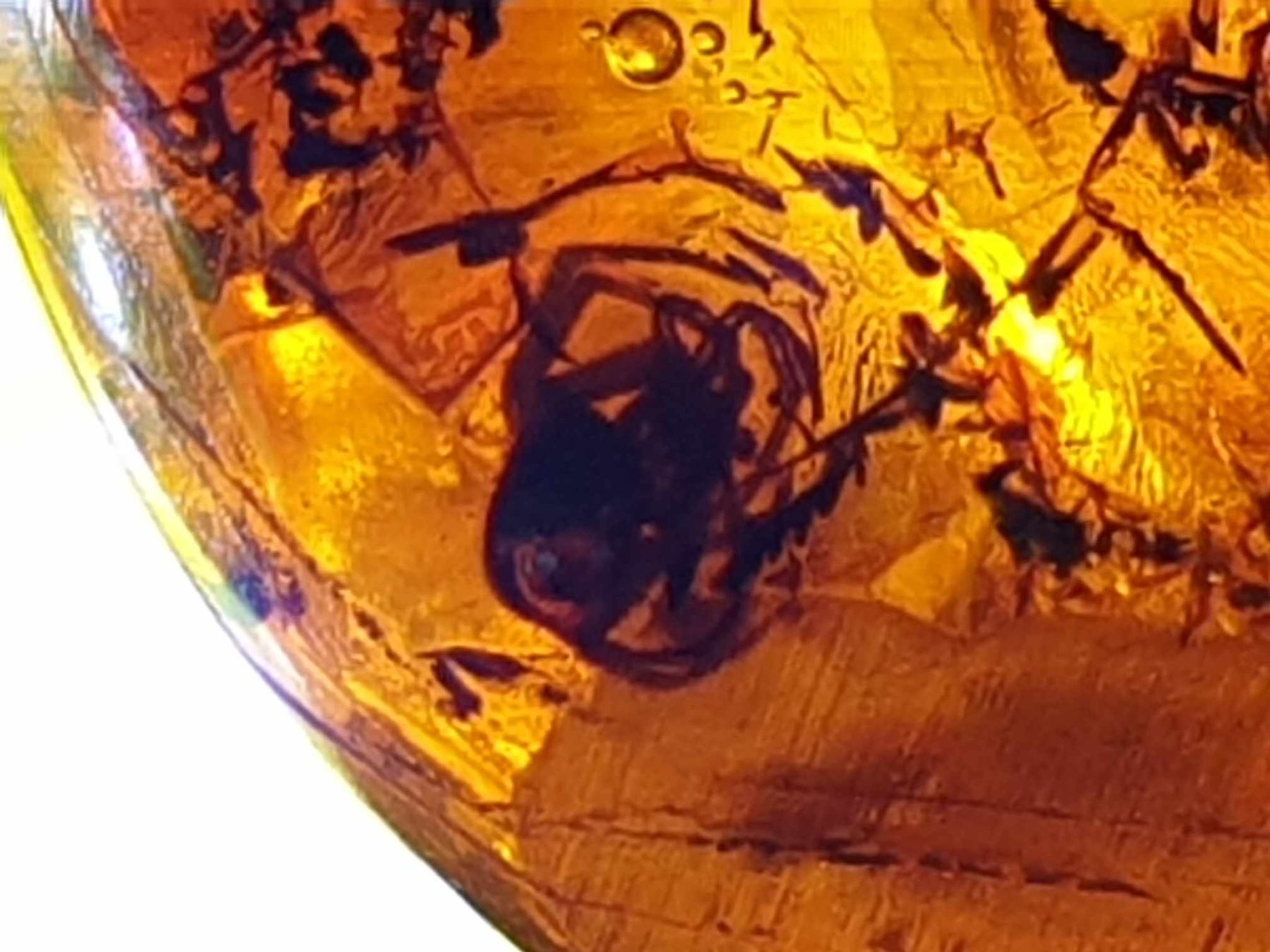 Bracciali & Braccialetti: Armband aus echtem Bersten mit Insekt Inklusion – Usato da Rupperswil venduto da Annet.Dann888 5