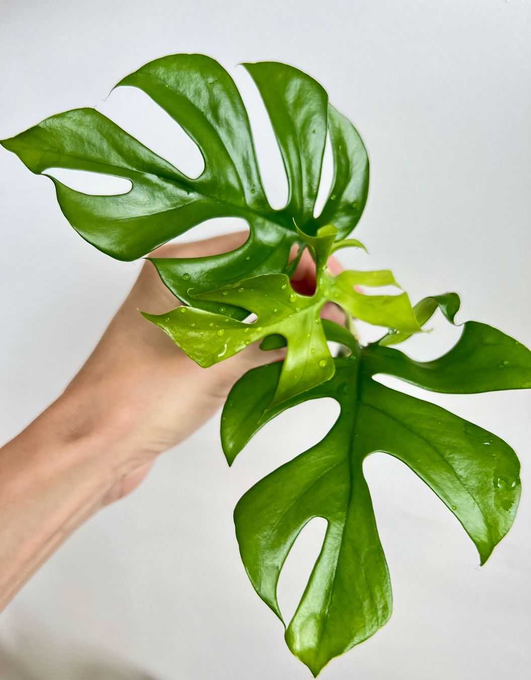 Piante & sementi: Monstera minima Kopfsteckling🔥 – Usato da Glattpark(Opfikon) venduto da ste_n99y
