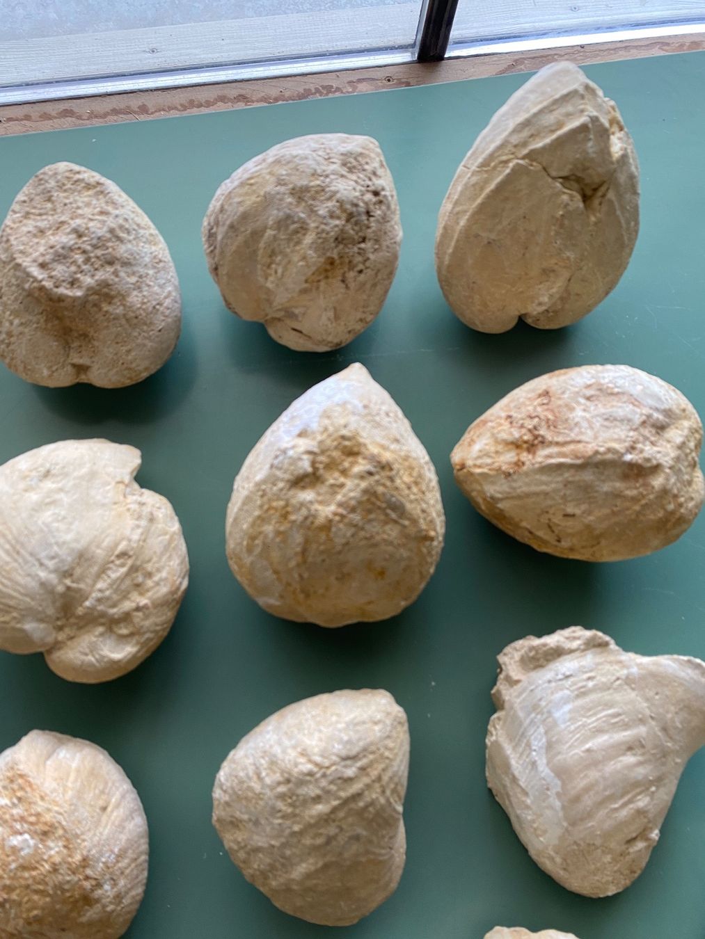 Fossili: Versteinerte Muscheln – Usato da Liestal venduto da Stephanoceras1 1