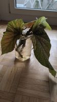 Angel Wing Begonia Stecklinge