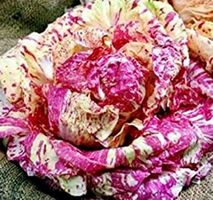 Ab 5.- fr 10 SAMEN BLATTZICHORIE ROT “VARIEGATA DI CHIOGGIA"