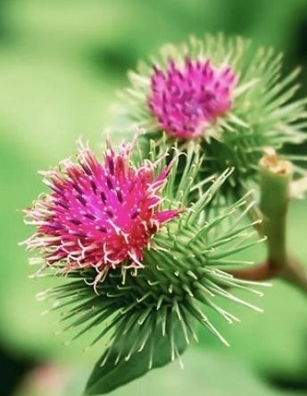 Piante & sementi: 20 Samen "wilde Klette". Wilde Klette ist eine Heipflanze – Nuovo e nell'imballaggio originale da Rovio venduto da POSITIFFARTandPLANTS 1