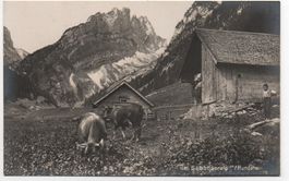ALPSTEIN Sämbtiseralp, Hundstein - Bauer a. d. Alp mit Kühen