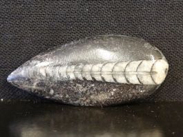 Versteinerter Fisch Fossil ORTHOCERAS MAROKKO Tintenfisch