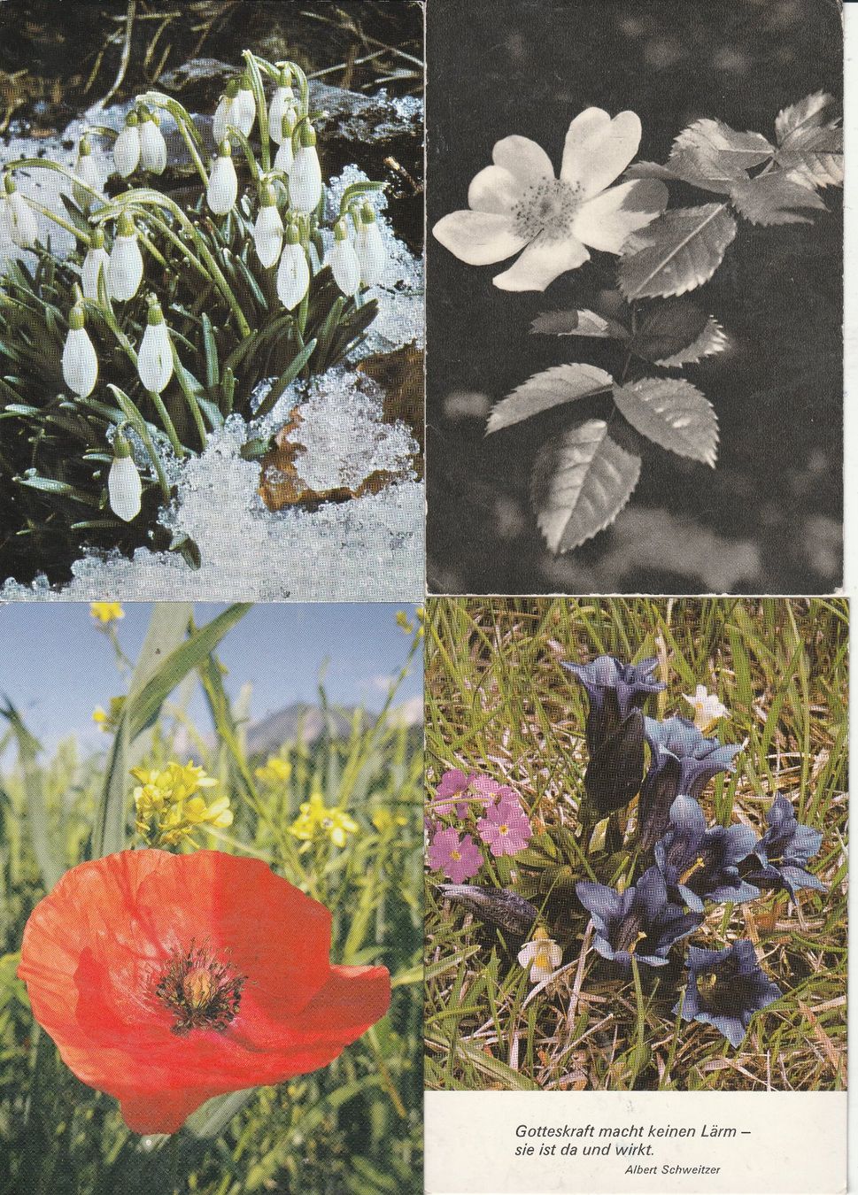Cartoline postali: 40 Blumenkarten – Usato da Lumbrein venduto da made02 5