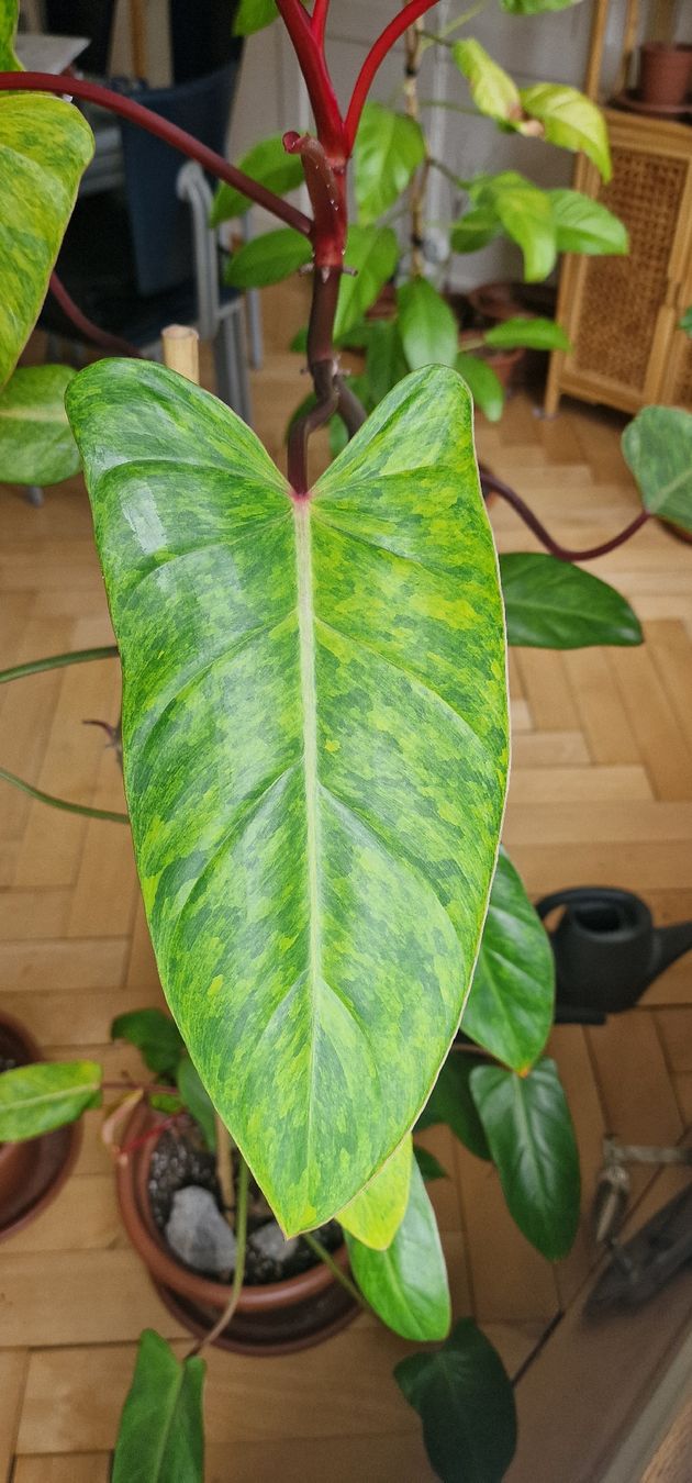 Piante & sementi: Philodendron Pinked Lady  – Usato da Altstätten SG venduto da dha_q6cm 1