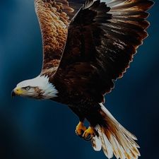 Profile image of FlyingBird2010