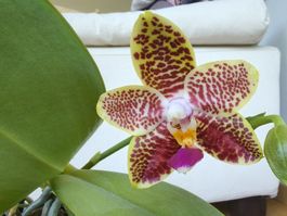 Orchidée Phalaenopsis Orchid World Chiang Hwa