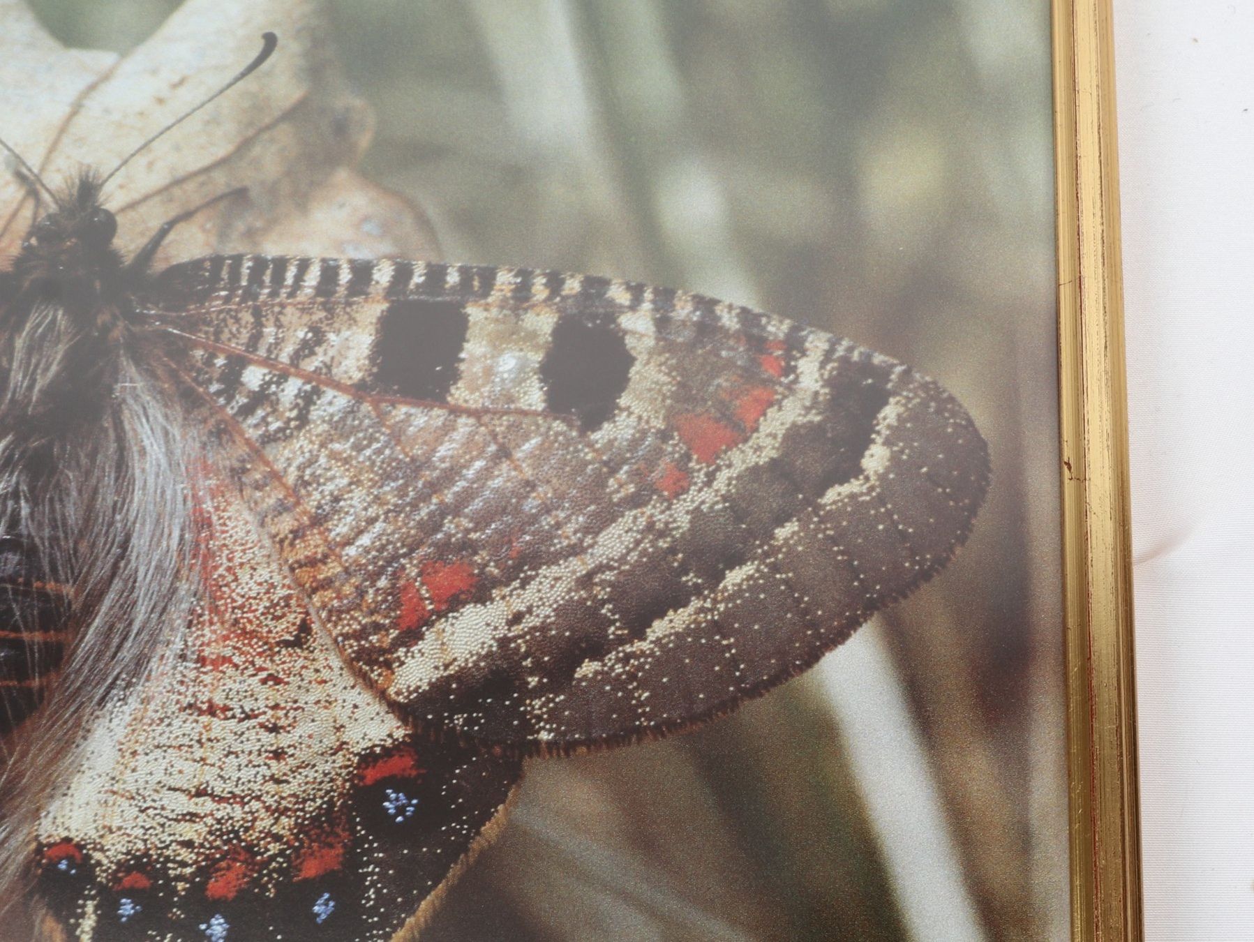 Foto & Immagini: BILD Insel Apollo – Usato da Steinen venduto da Restwert_Steinen 3