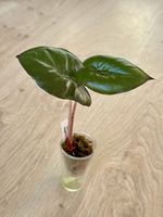 Alocasia Yucatan Princess – Young Plant 🌿