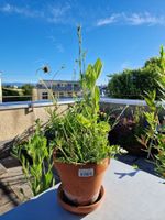 Balkon-/Gartenpflanze: Sonnenhut, Tauben Skabiose