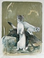 Willy Baer Lithographie Hermelin
