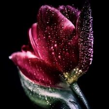 Profile image of Wonderland_22