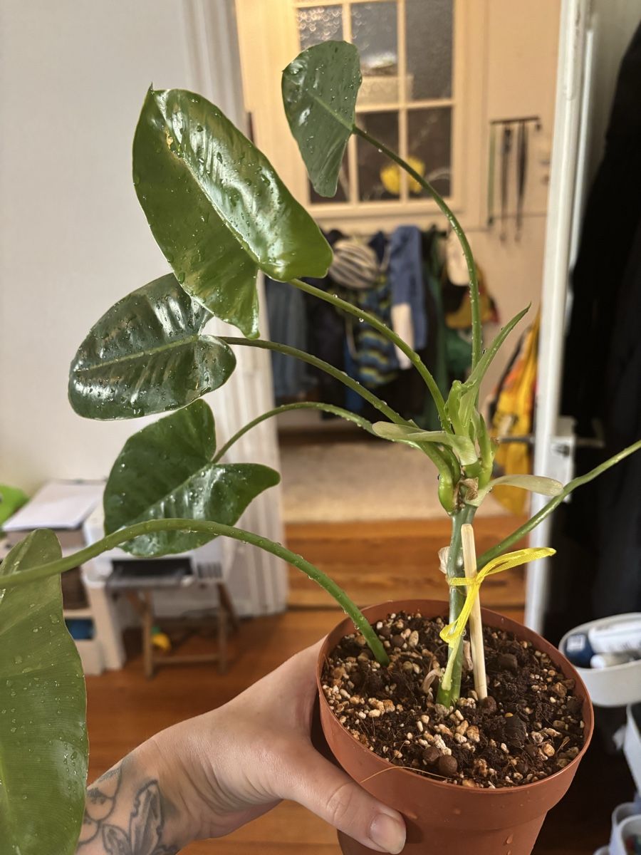Plantes & graines: Philodendron Burle Marx  – Neuf avec emballage d'origine à Basel par Pink_White 1