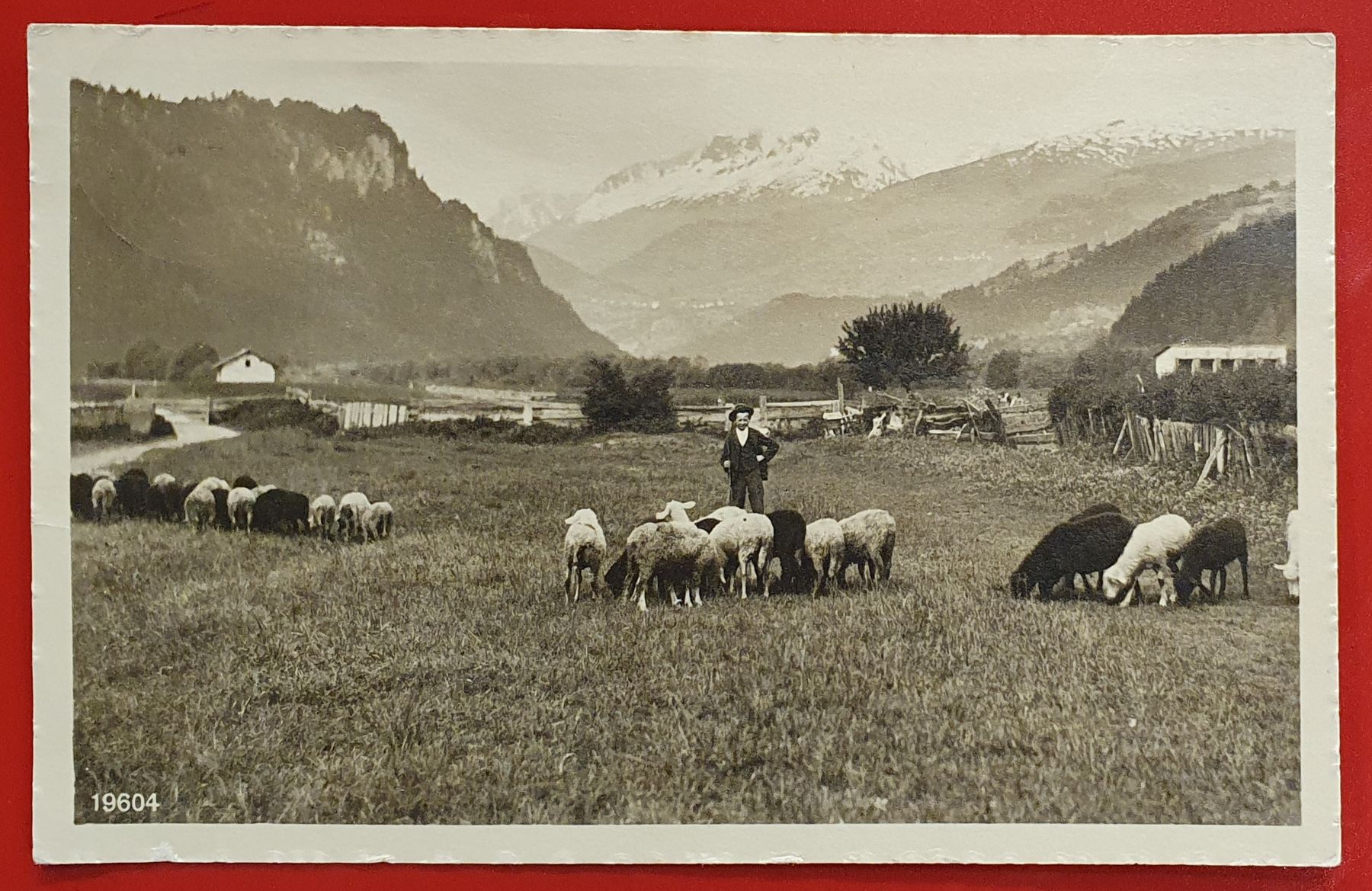 Cartoline postali: Monte Campovasto - Schafherde mit Hirte – Usato da Kreuzlingen venduto da Rschweiz1