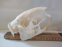 Schädel Stachelschwein präpariert