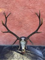 Hirschgeweih auf Holzschild - Jagdtrophäe für die Wand