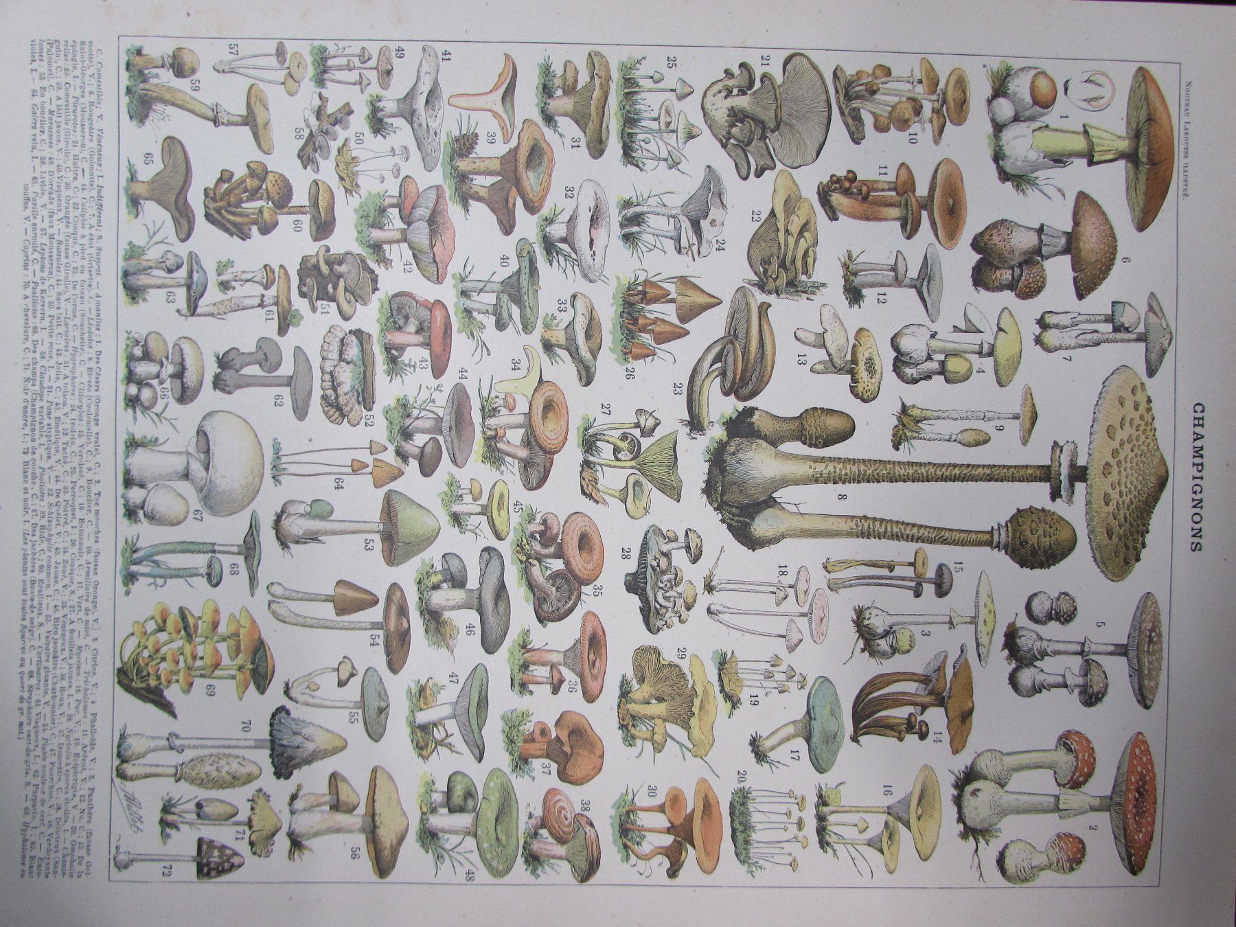 Grafiken & Lithographien: Pilzsaison, 2 schöne Lithos, 1900 – Gebraucht aus Walchwil von Shells1 2
