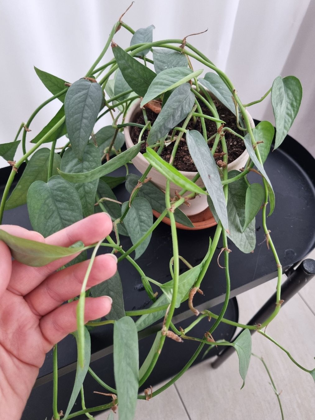 Piante & sementi: Cebu Blue Pothos – Usato da Zürich venduto da AnnaPavel 3