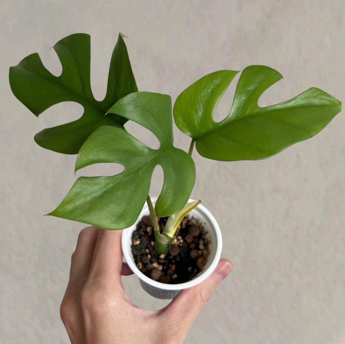 Piante & sementi: Monstera minima💚 – Usato da Glattpark(Opfikon) venduto da ste_n99y 6
