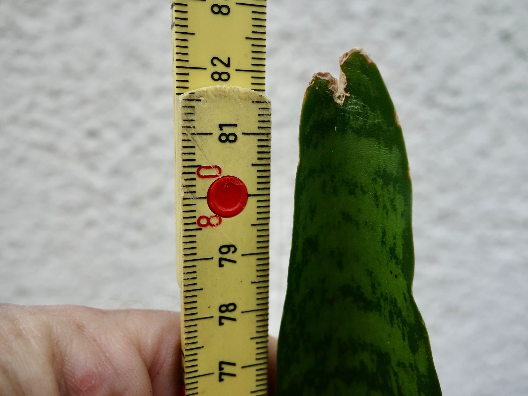 Piante & sementi: Bogenhanf Sansevieria Trifasciata – Nuovo (secondo la descrizione) da Kerzers venduto da zimmergruener 5