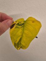 🌿Monstera Siltepecana Aurea Ableger #5🌿