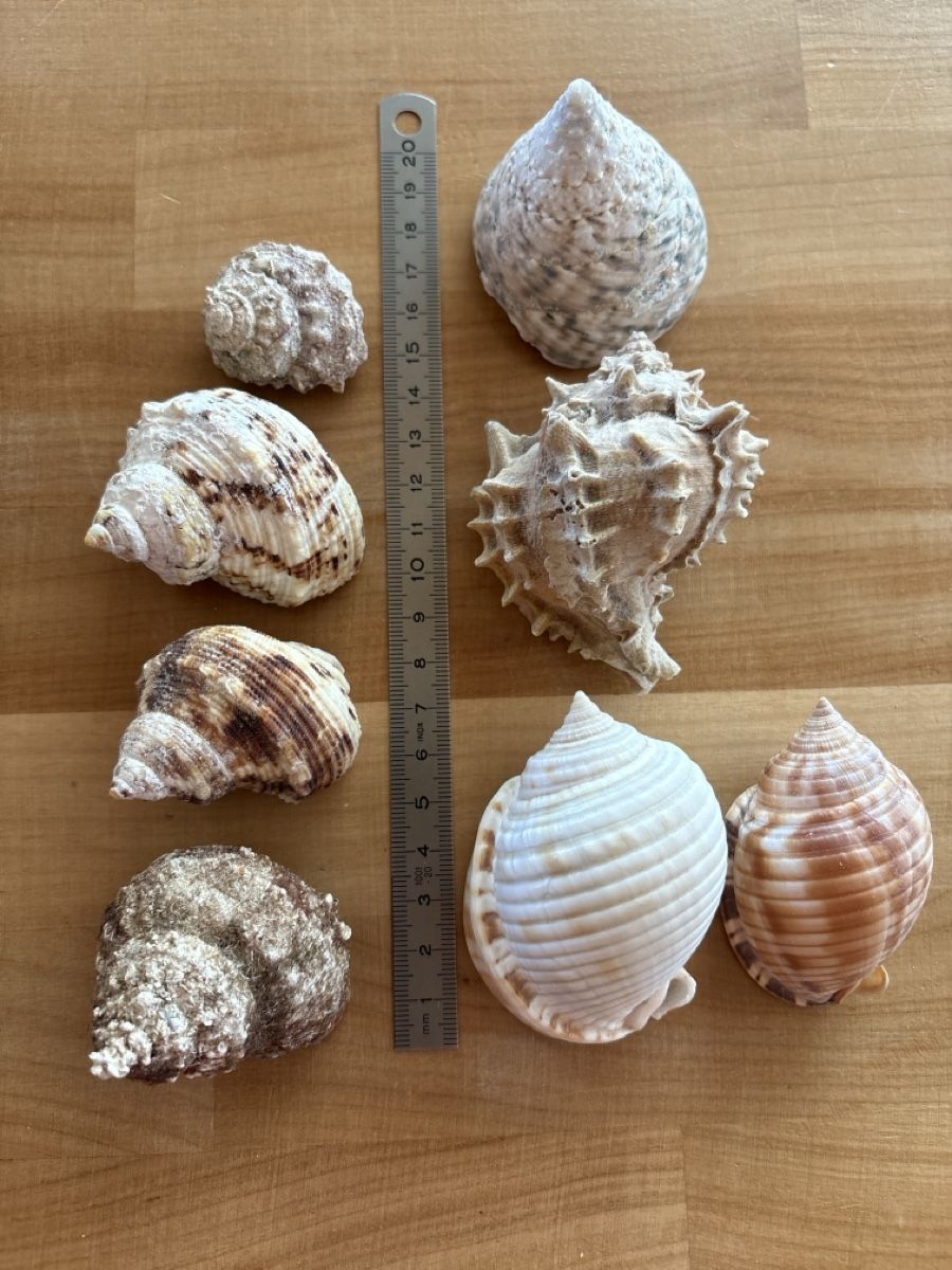 Tutte le decorazioni: Muscheln – Usato da Rümlang venduto da baselsale1
