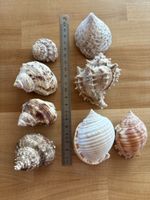 Muscheln