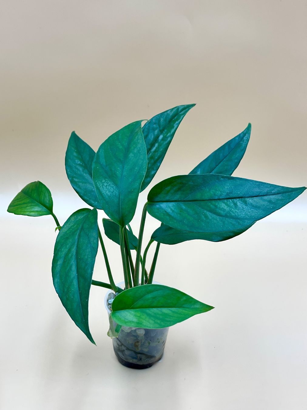 Piante & sementi: Epipremnum 'Cebu Blue' – Nuovo (secondo la descrizione) da Zürich venduto da Leafscape