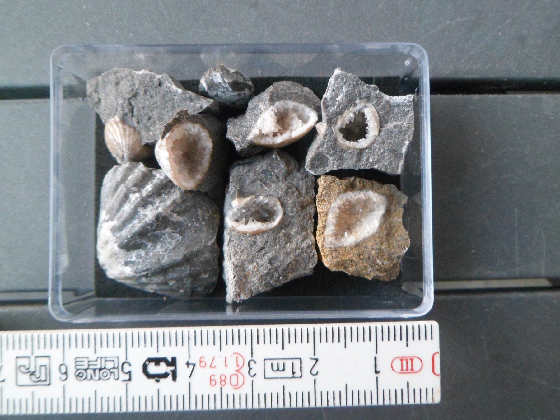 Fossilien: Fossil Schweiz – Gebraucht aus Affoltern am Albis von Fossil60 1