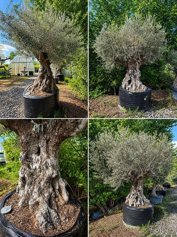 Piante & sementi: Olivenbaum "Olea Europea 22" – Usato da Zuckenriet venduto da Thur_Plant 1