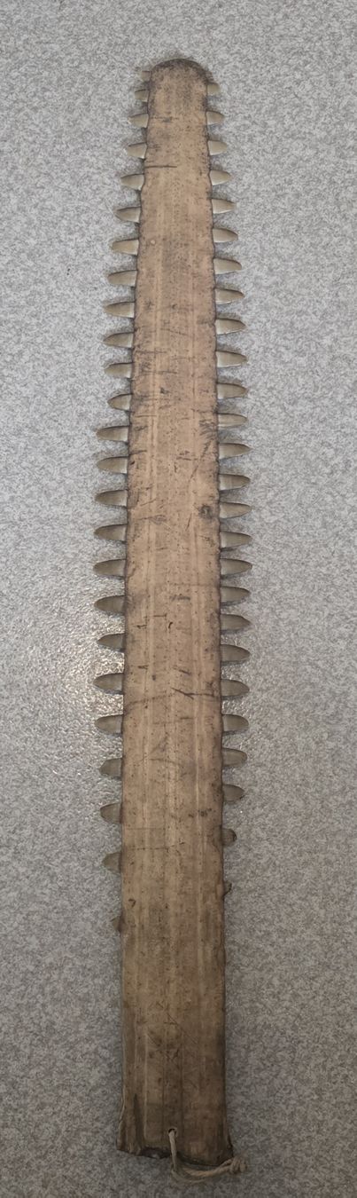 Fossili: Sägerochen Schwertfisch – Usato da Bern venduto da Kocholo 1