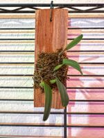 Bulbophyllum lasiochilum