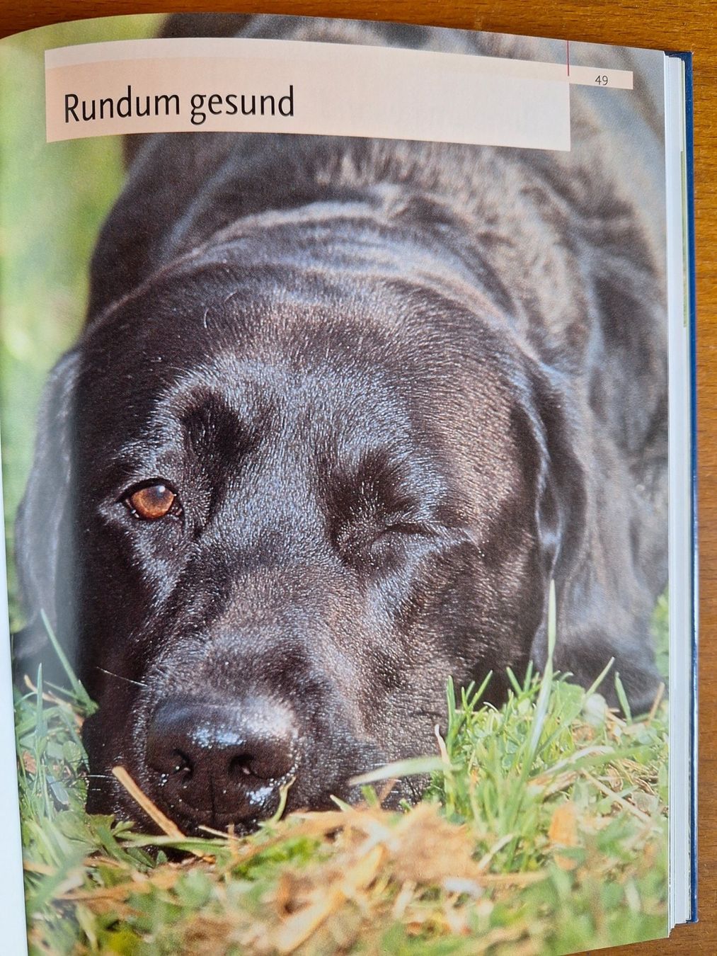 Bücher: Labrador Retriever / Praxiswissen Hund – Gebraucht aus Eriswil von corolla05 2