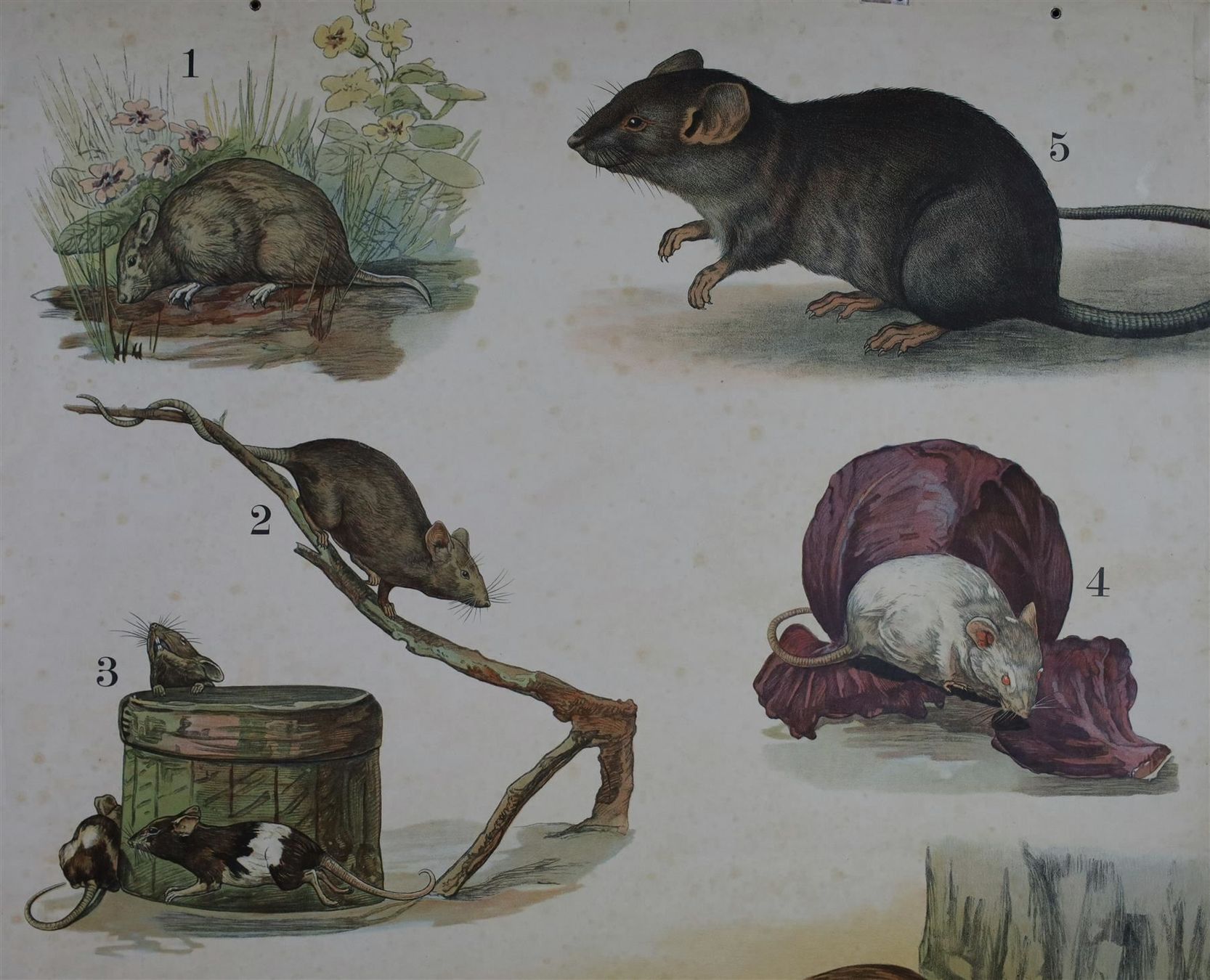 Posters & Illustrations: Schulwandbild "Nagetiere" Biber, Ratten – D'occasion à Birrwil par brandschatz_birrwil 3