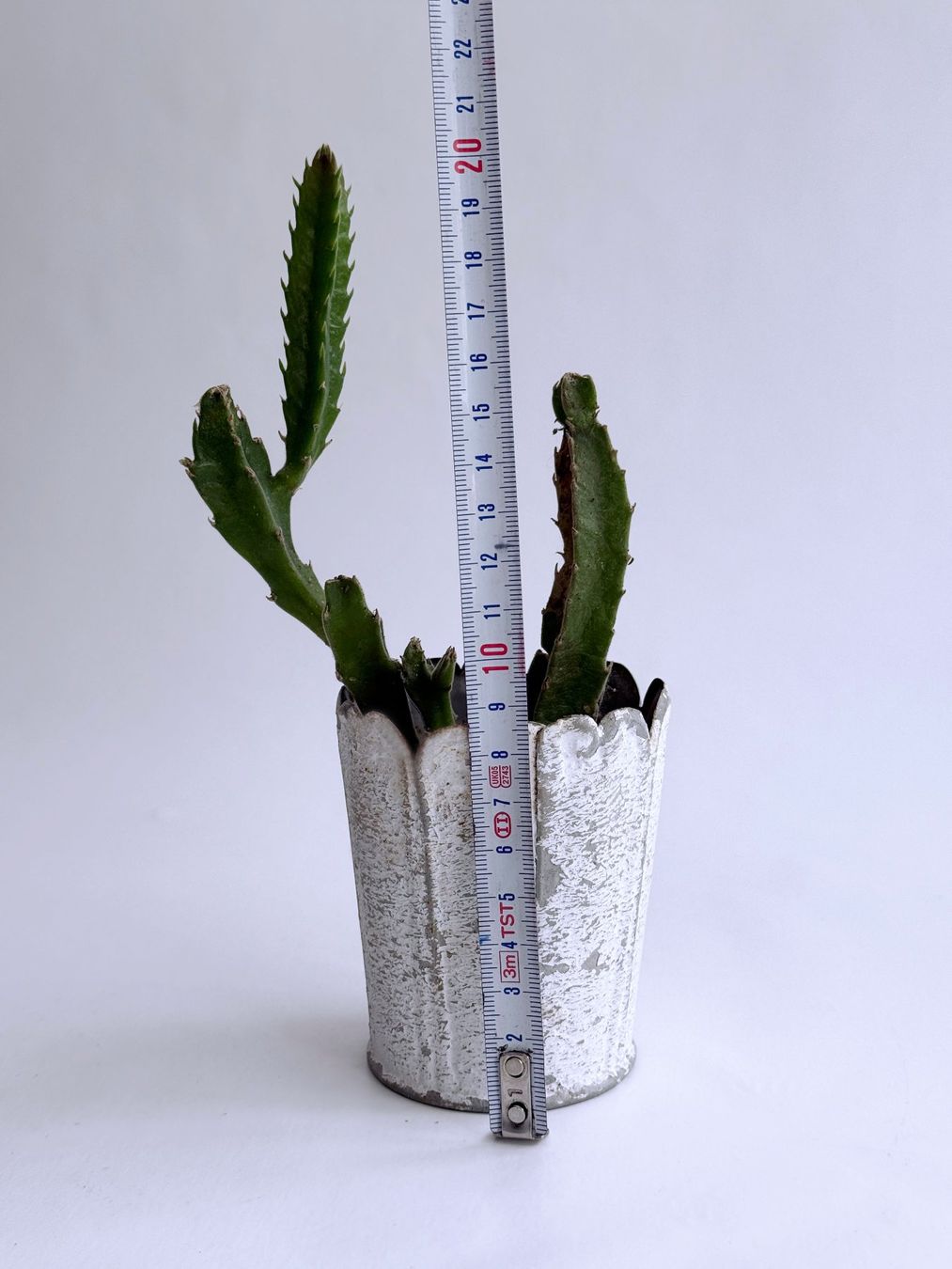 Piante & sementi: Stapelia***** – Nuovo (secondo la descrizione) da Dübendorf venduto da Orchid18 3