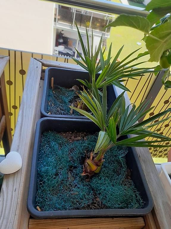 Piante & sementi: Palme – Usato da Buochs venduto da DODGEO11 2