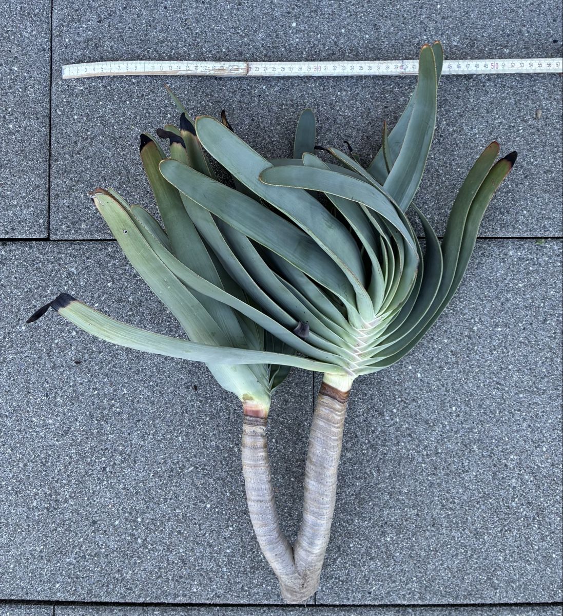 Plantes & graines: Aloe plicatilis – Neuf (Voir description) à Altendorf par Monteiroastrild 1