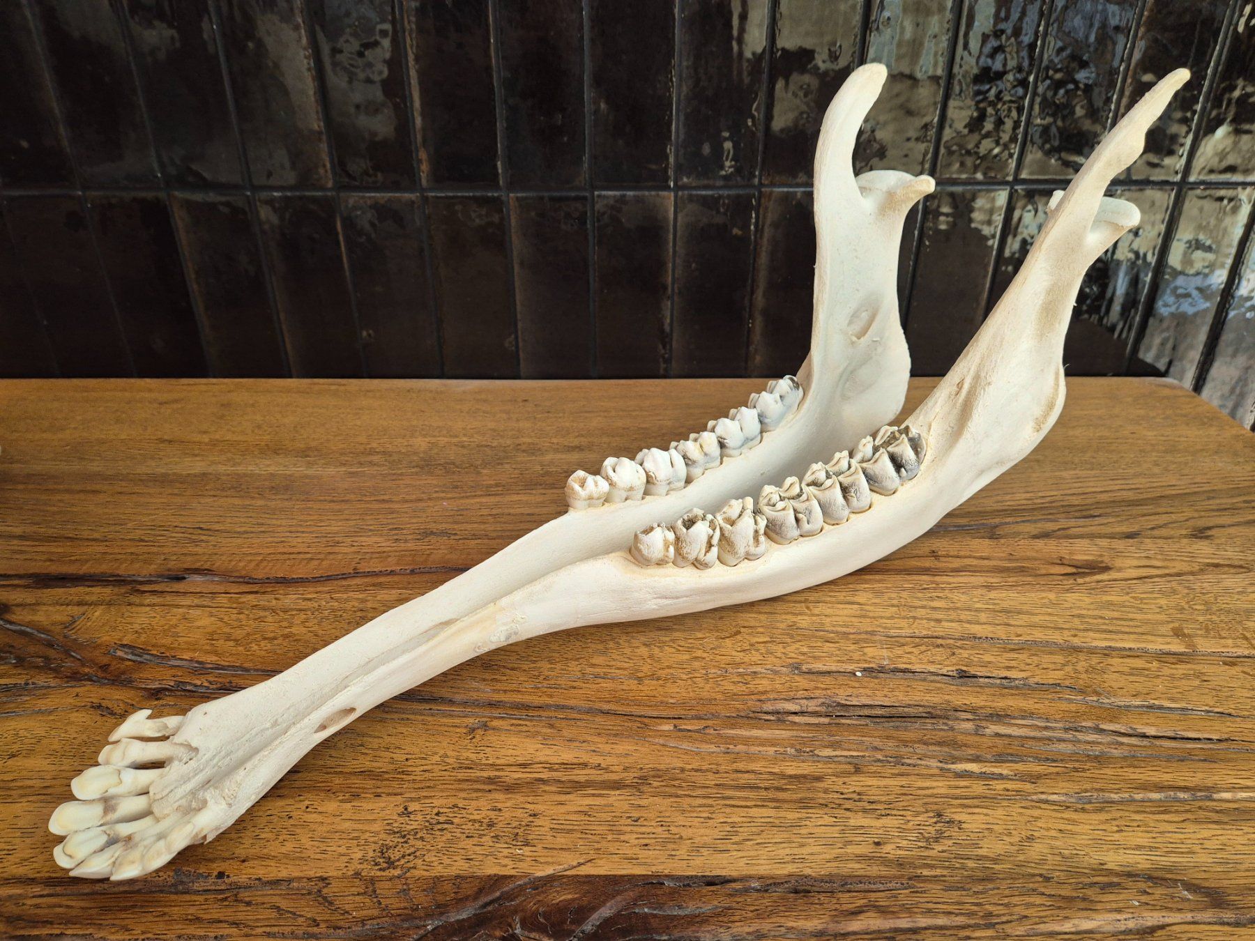 Sonstiges zum Sammeln & Seltenes: Schädel Giraffe Präparat Giraffenschädel – Gebraucht aus Riken AG von A.Hirt 7