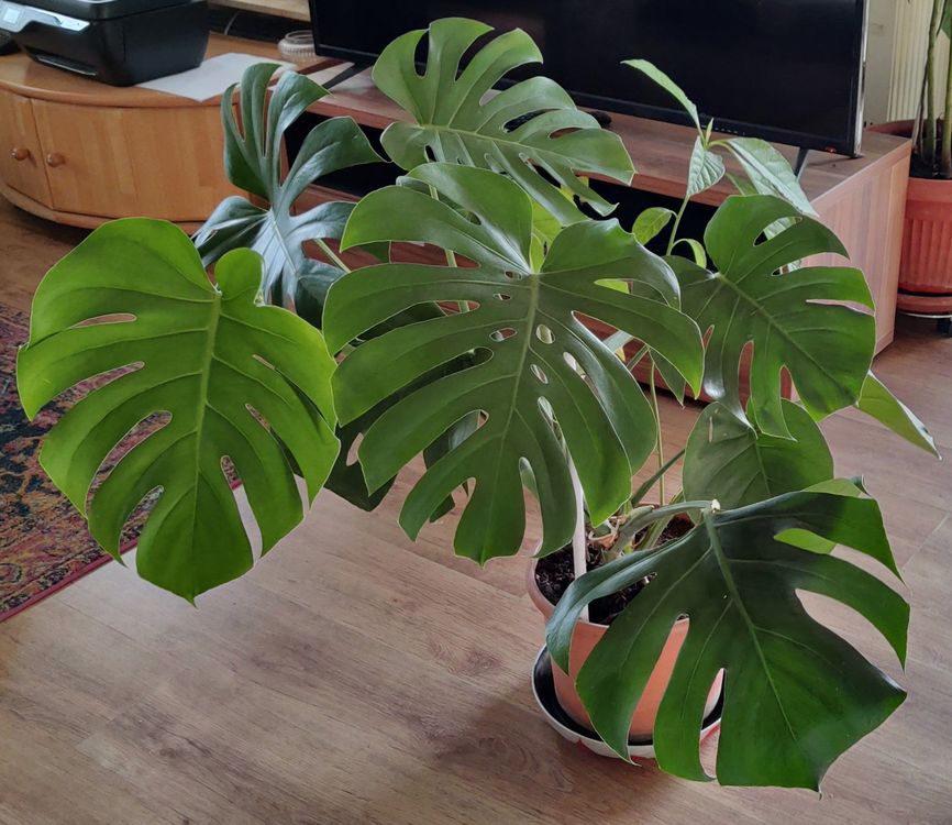 Monstera Deliciosa kräftige Pflanze gratis Lieferung Zürich Kaufen