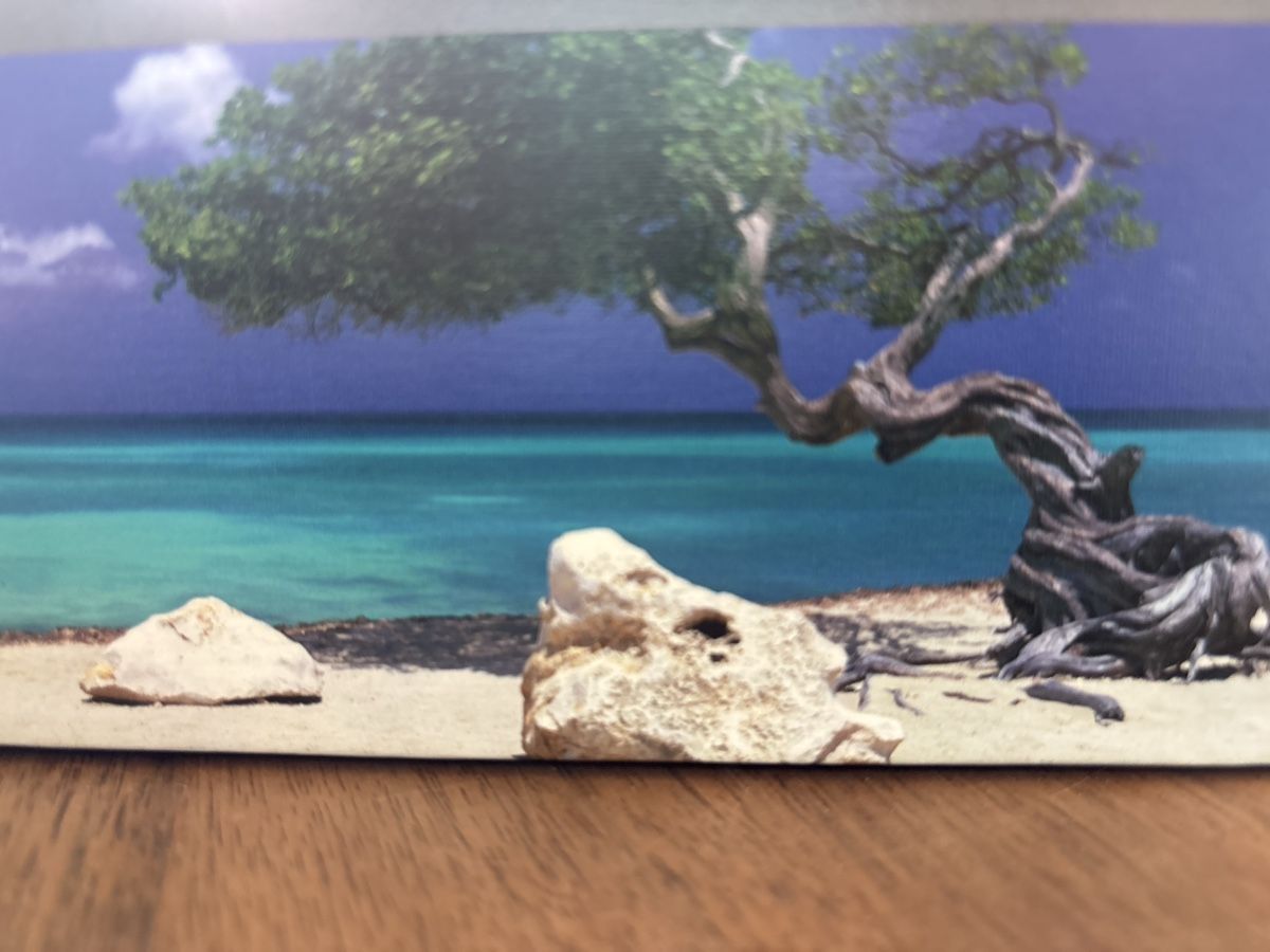 Puzzle: Puzzle: Edition Humboldt, Divi Divi Tree, 1000 Teile – Usato da Kriens venduto da mir_v8ww 2