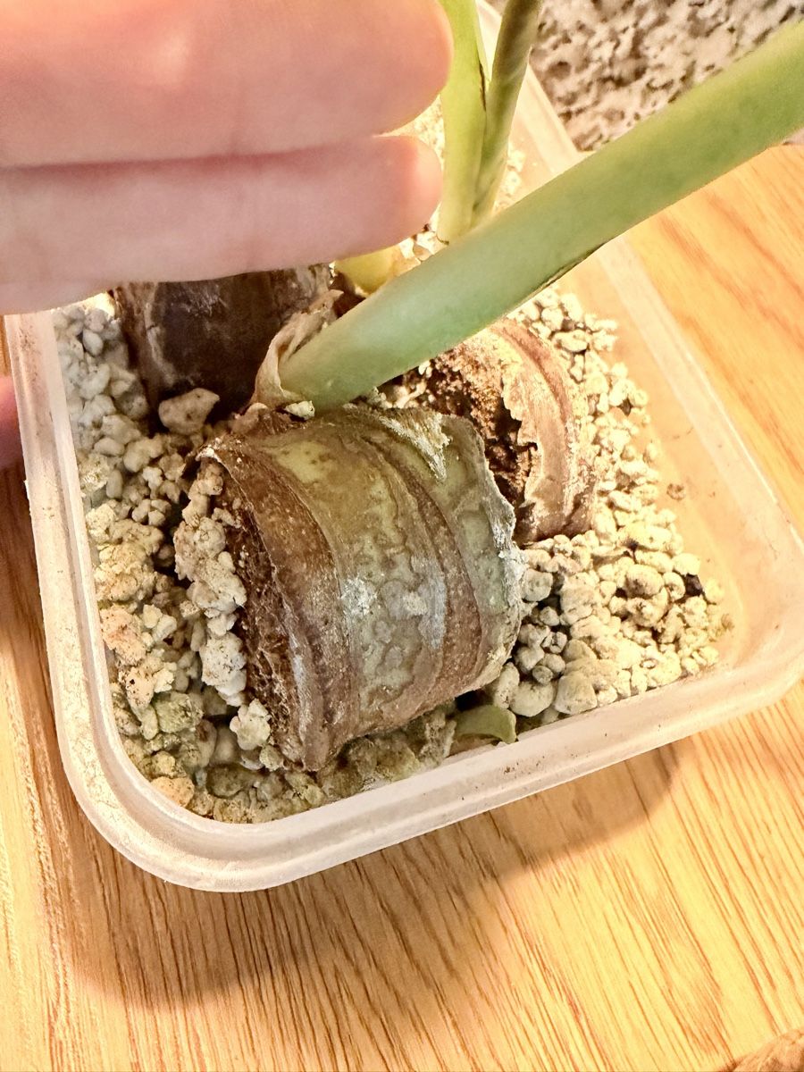 Pflanzen & Samen: Alocasia 3 Stück – Neu (gemäss Beschreibung) aus Kaiseraugst von dka_b97z 3