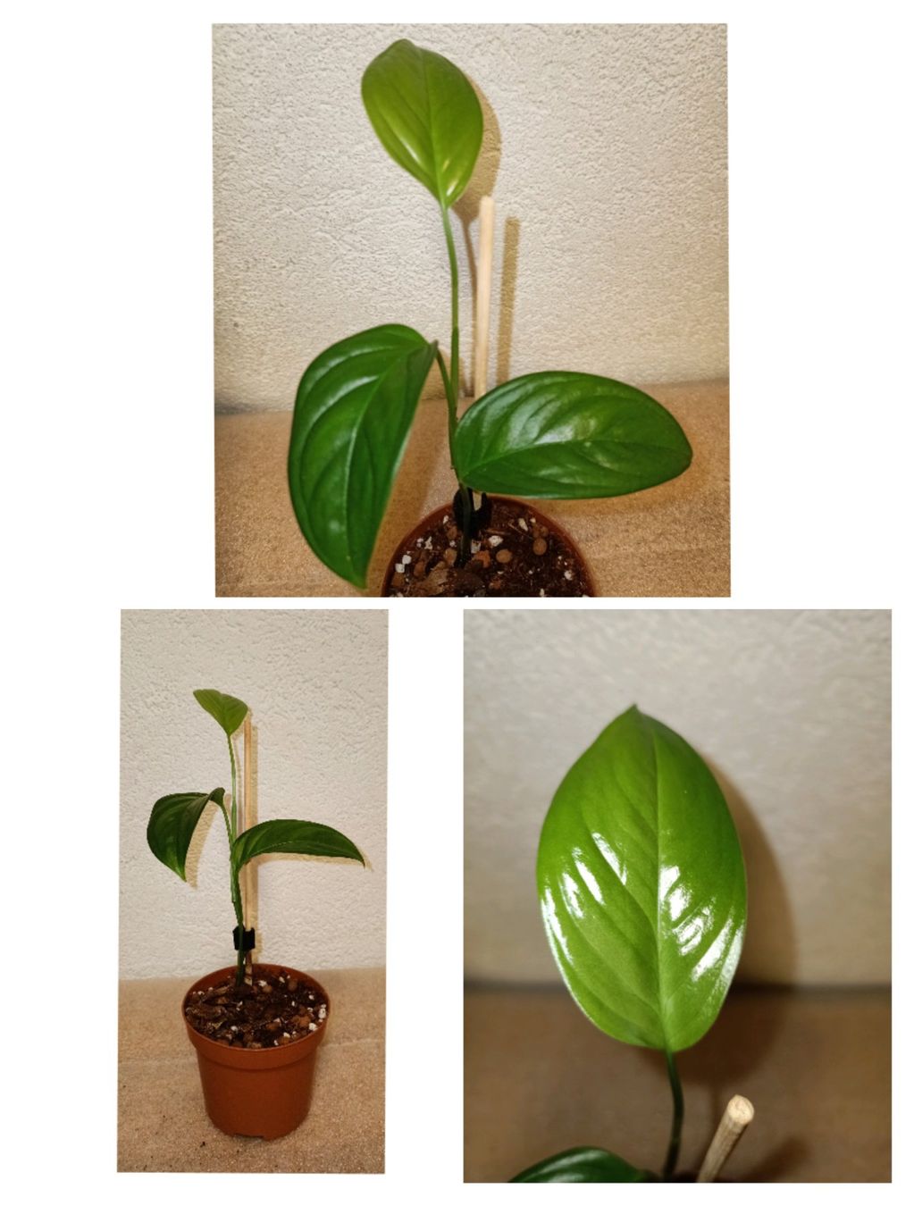 Piante & sementi: Monstera Obliqua Mobot – Nuovo (secondo la descrizione) da schöftland venduto da UniquePlants